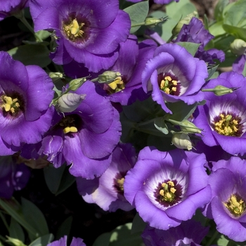 Eustoma grandiflorum - 'Forever Blue' Lisianthus