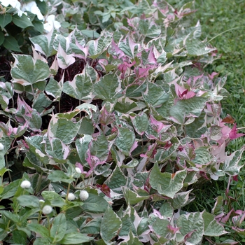 Ipomoea batatas (Sweet Potato Vine) - Proven Accents&reg; 'Tricolor'