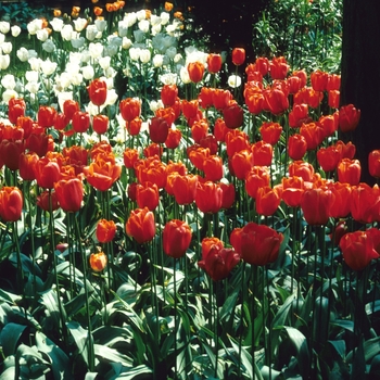 Tulipa - 'Avignon' Tulip