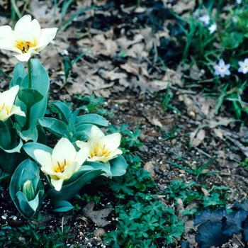 Tulipa - 'Albion Star' Tulip