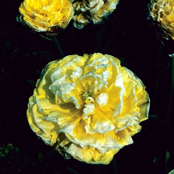 Tulipa - Tulip