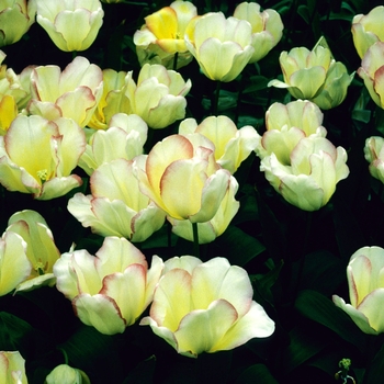 Tulips Hyacinth Etc - Assorted Bulbs