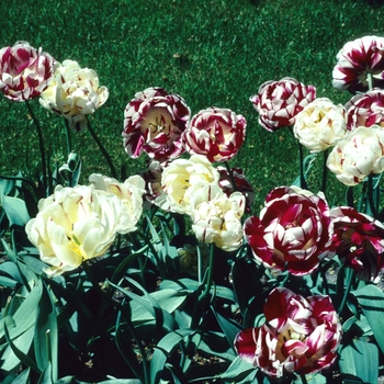 Tulips Hyacinth - Assorted Bulbs