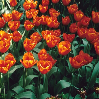 Tulipa - 'Conrad Hilton' Tulip