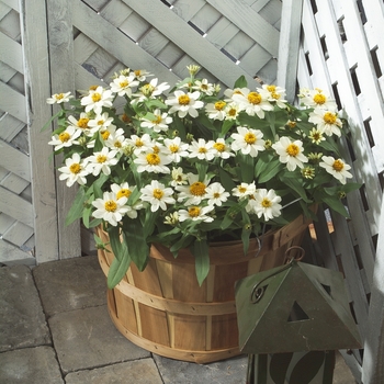 Zinnia - Profusion White