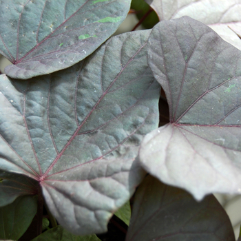 Ipomoea batatas - 'Ace of Spades' Ornamental Sweet Potato