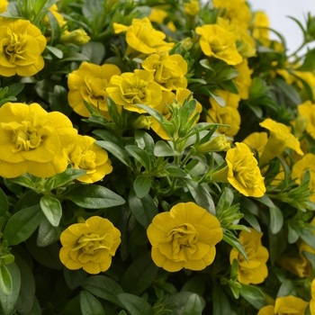 Calibrachoa (Trailing Petunia) - MiniFamous&reg; 'Double Yellow'