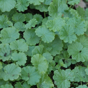 Glechoma hederacea - Creeping Charlie
