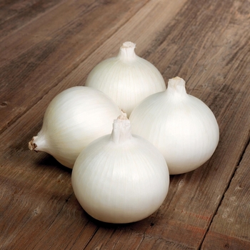 Allium - 'Bello Blanco' Onion