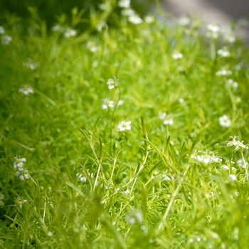 Sagina subulata - 'Lime Moss' Pearlwort