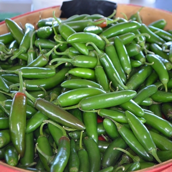 Capsicum annuum - 'Serrano' Chile Pepper