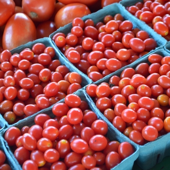 Lycopersicon esculentum - Red Cherry Tomato