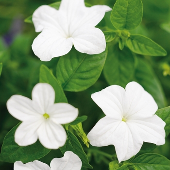 Browallia (Bush Violet) - Endless&trade; 'Flirtation'