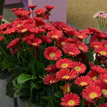 Gerbera - 'Garvinea&reg; 'Sophie'' Gerbera Daisy