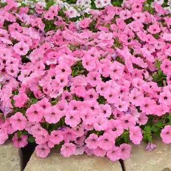 Petunia - ColorRush&trade; Pink