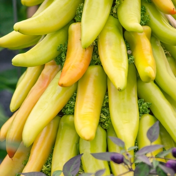 Capsicum annuum - 'Mexican Sunrise' Pepper (Hungarian)