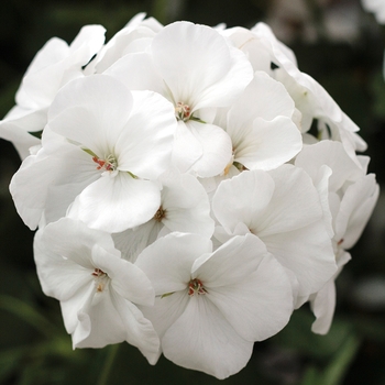 Pelargonium (Interspecific Geranium) - Calliope&reg; Medium White
