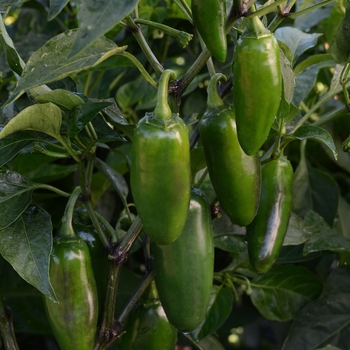Capsicum annuum - 'La Bomba II' Jalape&ntilde;o Pepper