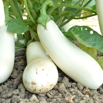 Solanum melongena - 'Snowy' Eggplant