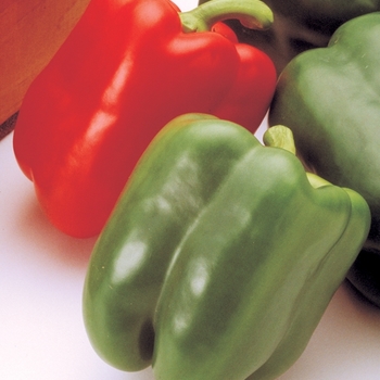 Capsicum annuum - 'Aristotle' Pepper
