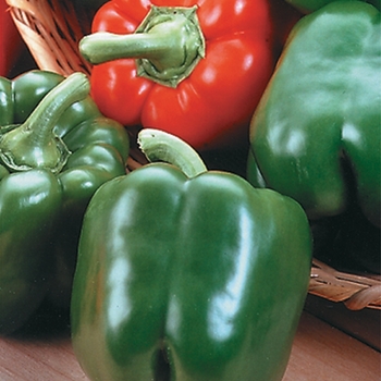Capsicum annuum - 'King Arthur' Pepper