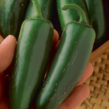 Capsicum annuum - 'Mucho Nacho' Pepper