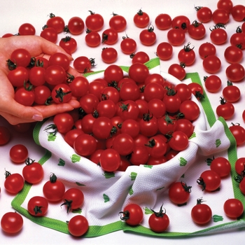 Lycopersicon esculentum - 'Sweet Million' Tomato