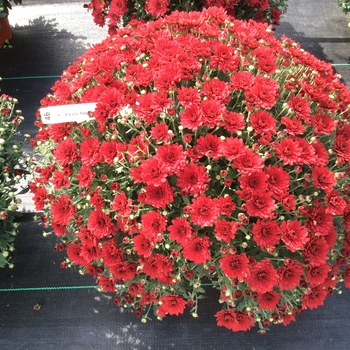 Chrysanthemum x morifolium (Garden mum) - 