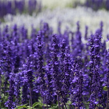 Salvia farinacea - 'Victoria Blue' Mealycup Sage