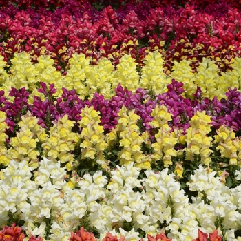 Antirrhinum majus (Snapdragon) - Snapshot&trade; 'Mix'