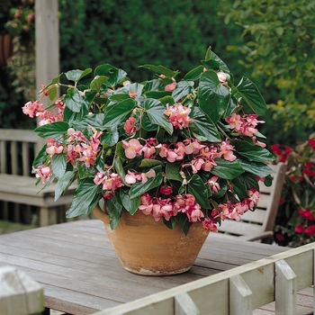 Begonia - Dragon Wing&reg; Pink