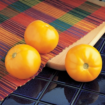 Lycopersicon esculentum - 'Carolina Gold' Yellow Tomato