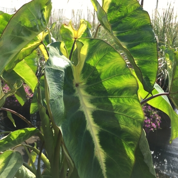 Colocasia esculenta (Elephant's Ear) - Royal Hawaiian&reg; 'Maui Sunrise'