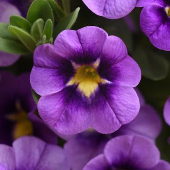 Calibrachoa (Mini Petunia) - Bumble Bee&trade; 'Blue'