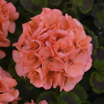 Pelargonium x hortorum (Zonal Geranium) - Galaxy&trade; 'Salmon'