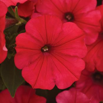 Petunia - ColorRush&trade; Watermelon Red