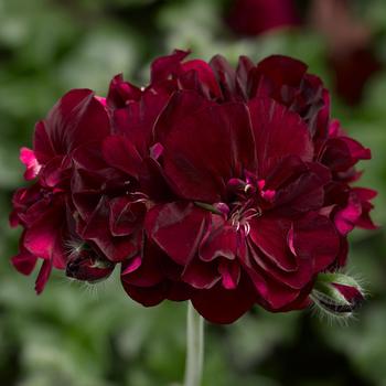 Pelargonium peltatum (Ivy Geranium) - Ivy League&trade; 'Burgundy'