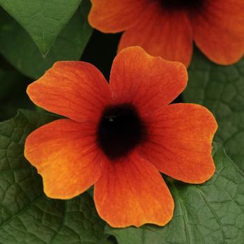 Thunbergia alata (Black-eyed Susan Vine) - Sunny&trade; 'Arizona Glow'