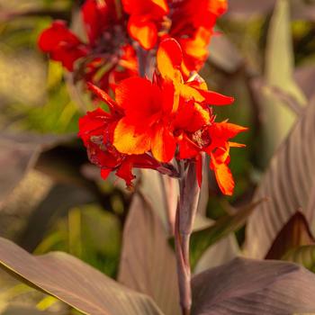 Canna x generalis (Canna Lily) - Cannova&reg; 'Bronze Scarlet'