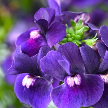 Nemesia - Escential&trade; 'Blackberry'