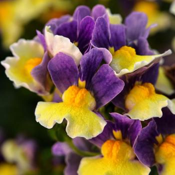 Nemesia - Escential&trade; 'Blueberry Custard'