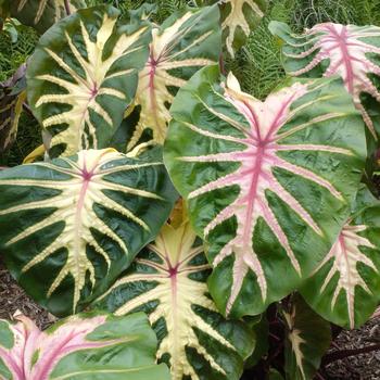 Colocasia esculenta (Elephant's Ear) - Royal Hawaiian&reg; 'Waikiki'