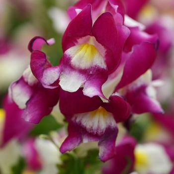 Antirrhinum majus - Snapdragon