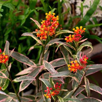 Asclepias curassavica - 'Monarch's Banquet' Milkweed