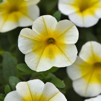Calibrachoa (Trailing Petunia) - MiniFamous&reg; 'Uno White Gold'