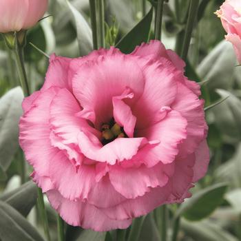 Eustoma grandiflorum - 'Arena 3 Rose' Lisianthus