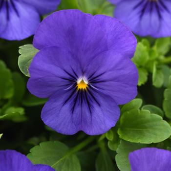 Viola x wittrockiana (Pansy) - Cool Wave&reg; Blue