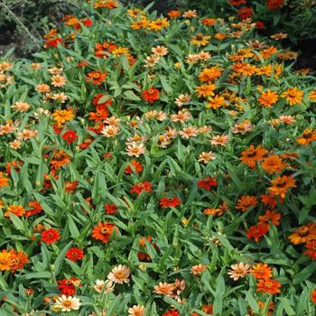 Zinnia - Profusion 'Mix'