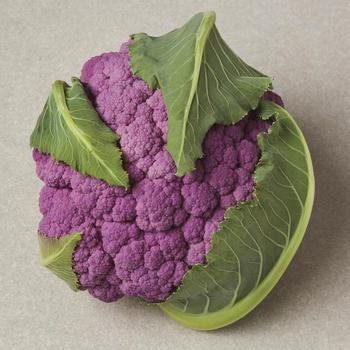 Brassica oleracea - 'DePurple' Cauliflower