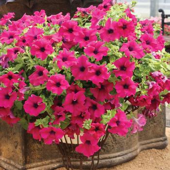 Petunia - Surfinia&reg; 'Giant Purple'